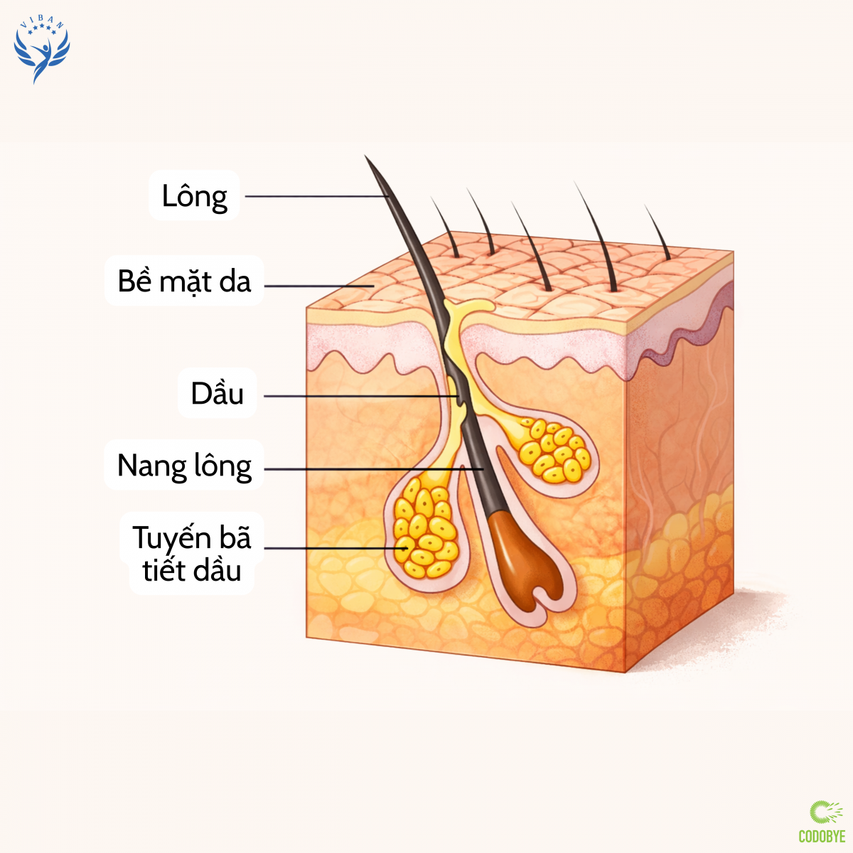 Cấu trúc đơn vị nang lông tuyến bã là nơi khởi phát mụn trứng cá