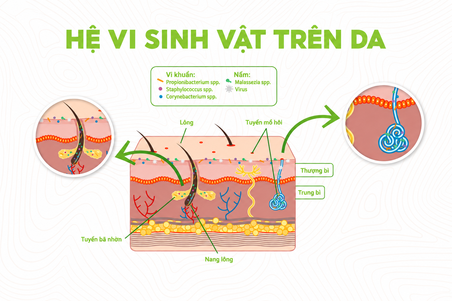 Nhiệt độ và độ ẩm tăng dưới khẩu trang có thể ảnh hưởng đến thành phần hệ vi sinh trên da